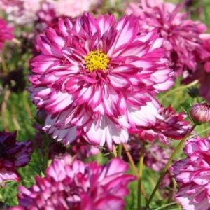 Cosmos bipinnatus Double Click Bicolour Violet