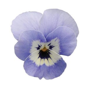 Viola cornuta Sorbet XP Marina