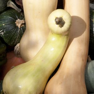 Cucurbita moschata Tahiti Melon