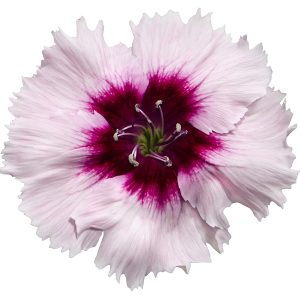 DIANTHUS chin DIANA PURPLE CENTRED WHITE