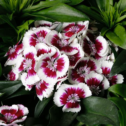 DIANTHUS barbatus BARBARINI RED PICOTEE