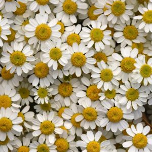 Chrysanthemum (Matricaria) Vegmo Single