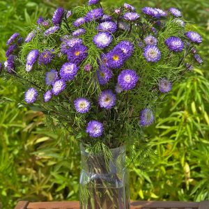 Callistephus (Aster) chinensis Matsumoto Blue Tipped White