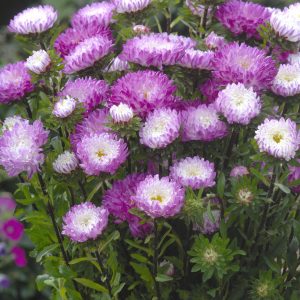 Callistephus (Aster) chinensis Matsumoto Pink Tipped White