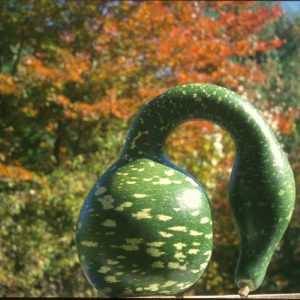Cucurbita (Lagenaria) Speckled Swan