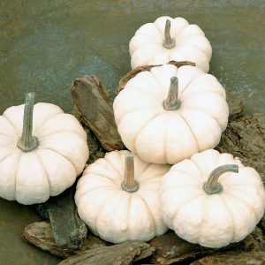 Cucurbita Pepo Baby Boo