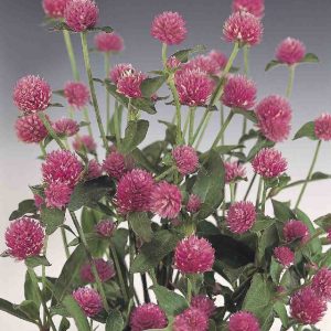 Gomphrena globosa Qis Rose