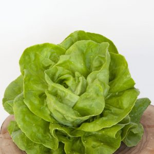 Lactuca sativa Gustav's Salad