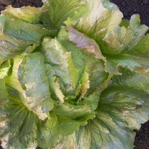 Lactuca sativa Red Iceberg