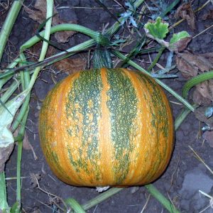 Cucurbita Lady Godiva