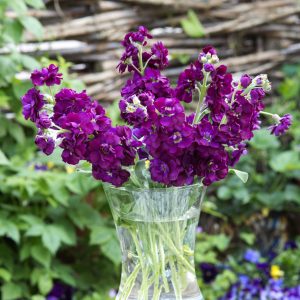 Matthiola incana Anytime Deep Purple