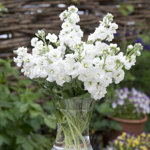 Matthiola incana Anytime White