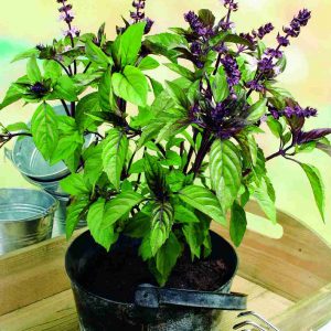 Ocimum basilicum Cinnamon