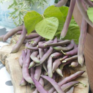 Phaseolus vulgaris Red Swan