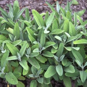 Salvia officinalis (Sage)