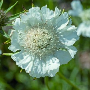Scabiosa caucasica Fama White