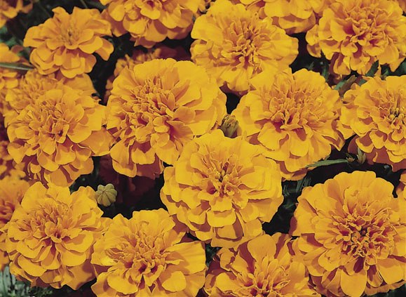Tagetes patula Super Hero Orange