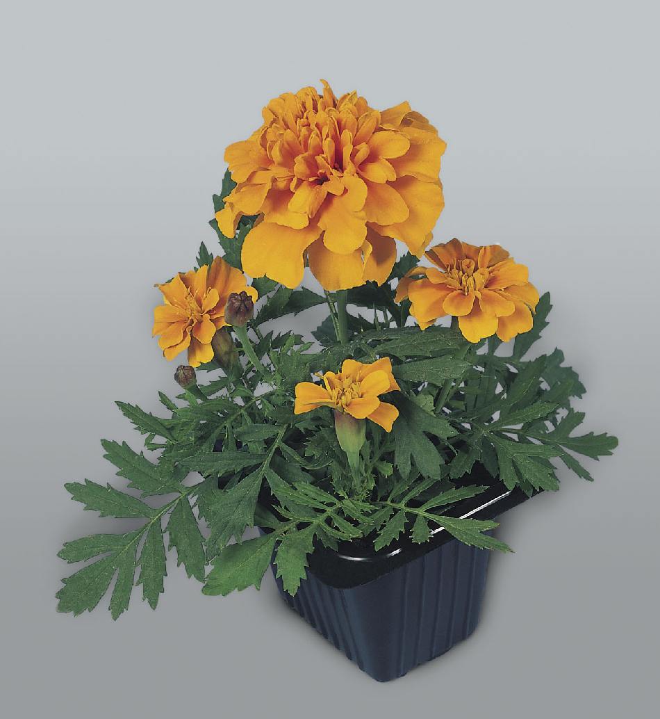 Tagetes patula Super Hero Orange - Image 2