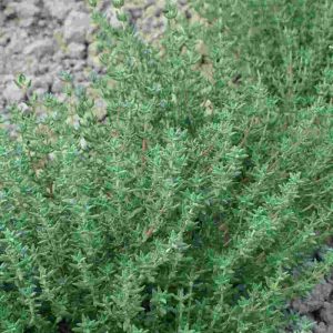 Thymus vulgaris Winter Thyme