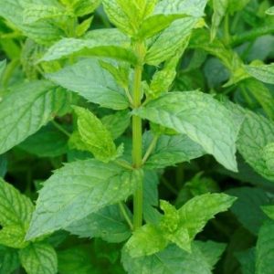 Mentha spicata (Spearmint)