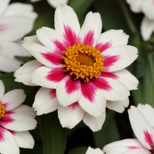 Zinnia marylandica Zahara Starlight Rose