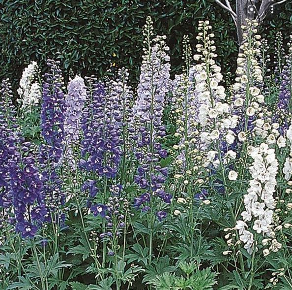 Delphinium elatum Guardian Mixture