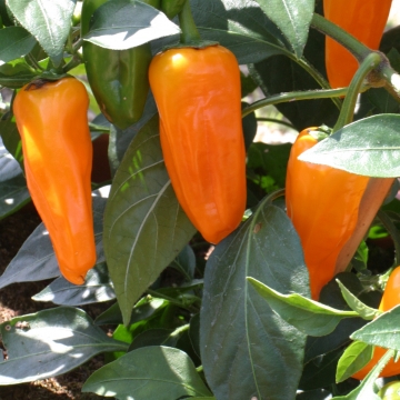 CAPSICUM frut. CHEYENNE (hot) Orange Spice