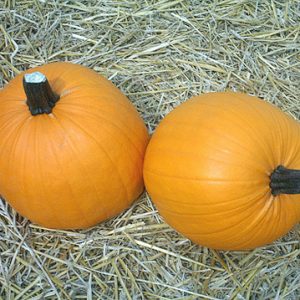 Cucurbita Neon F1