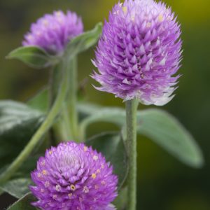 Gomphrena globosa Lavender Lady