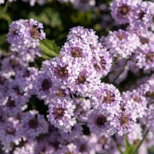 Verbena rigida Polaris